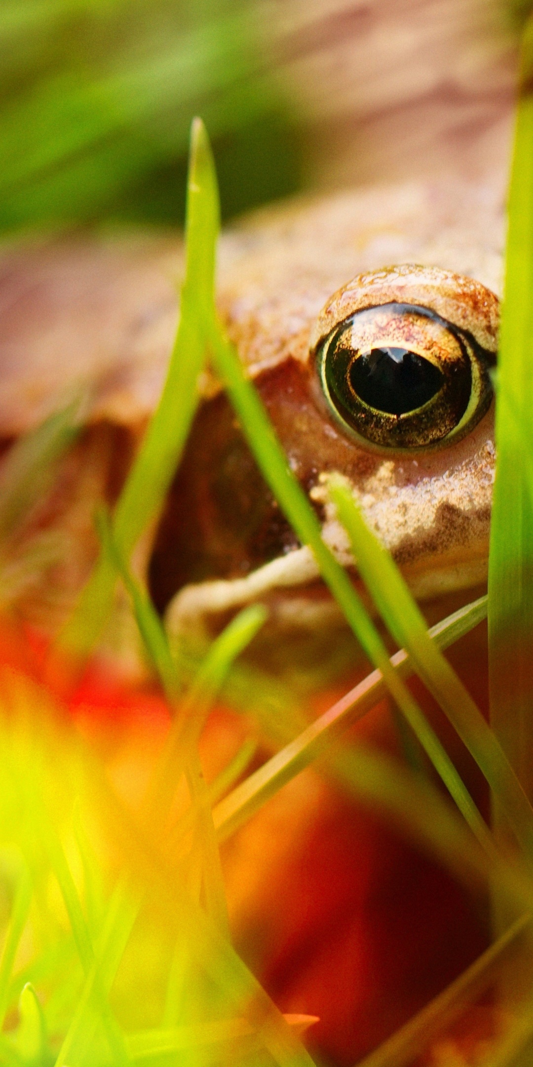 Frog - Close Up
