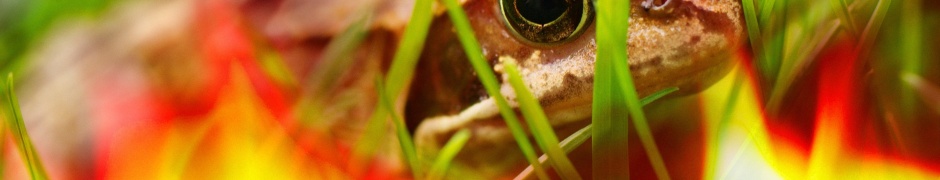 Frog - Close Up
