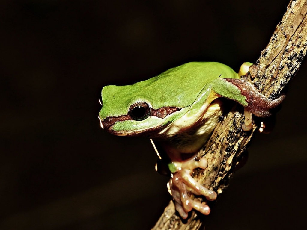 Frog On Tree