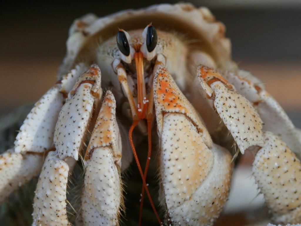 Funny Crab