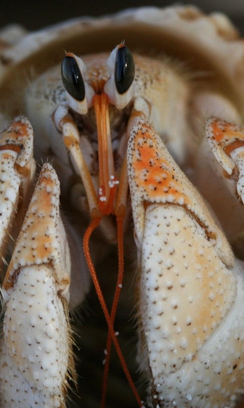 Funny Crab