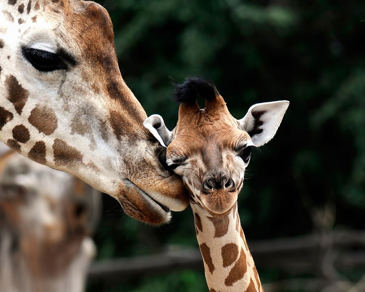 Giraffe Love