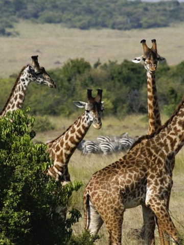 Giraffe Trio