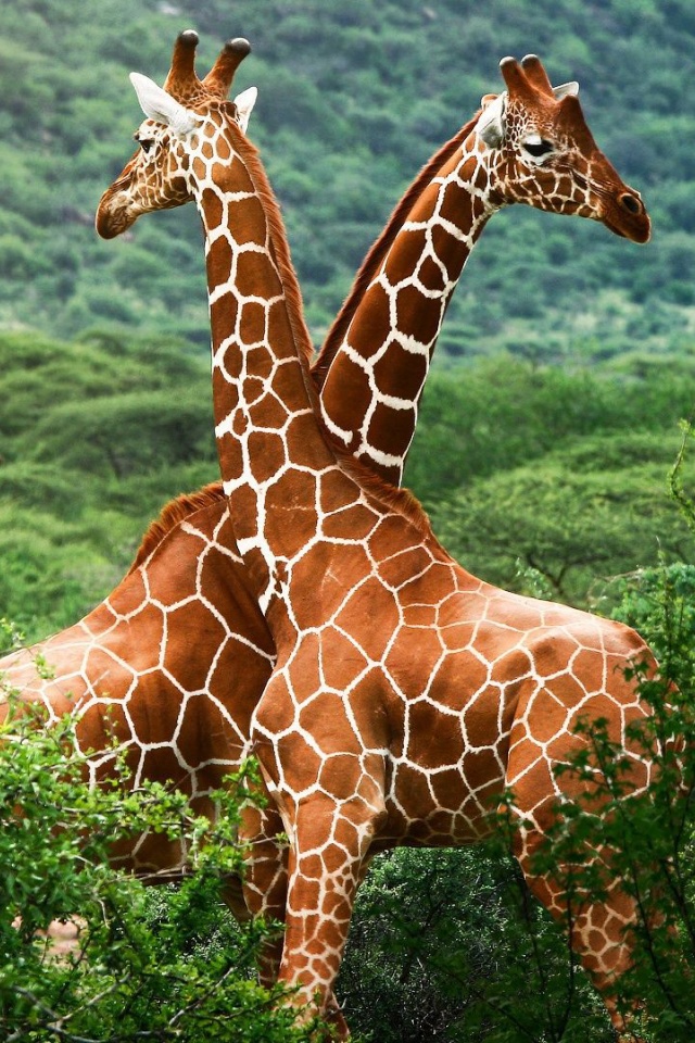 Giraffes Africa National Nature Animals
