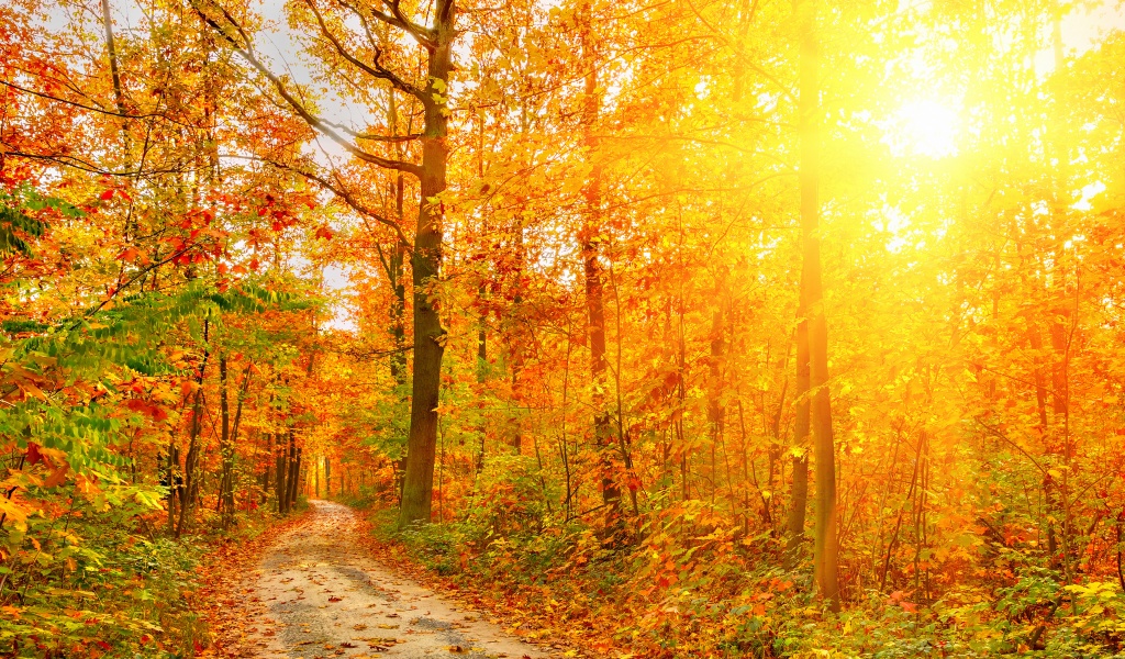 Golden Autumn Sunlight And Road