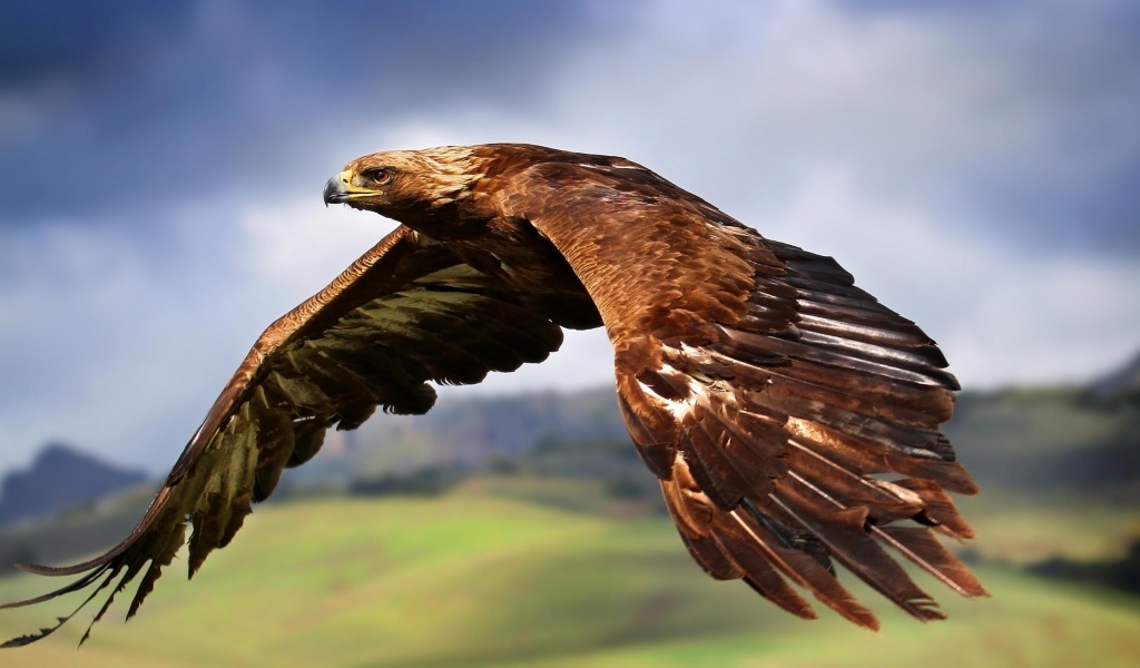 Golden Eagle In Flight