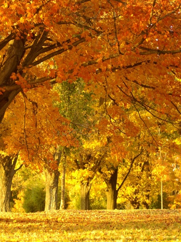 Golden Tree In Autumn