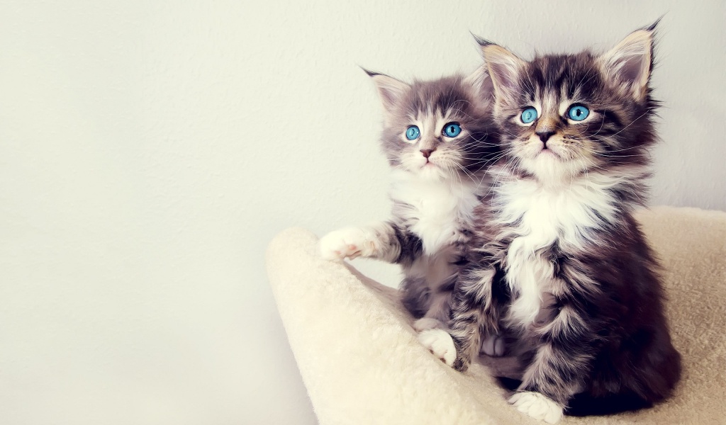 Gorgeous Kittens