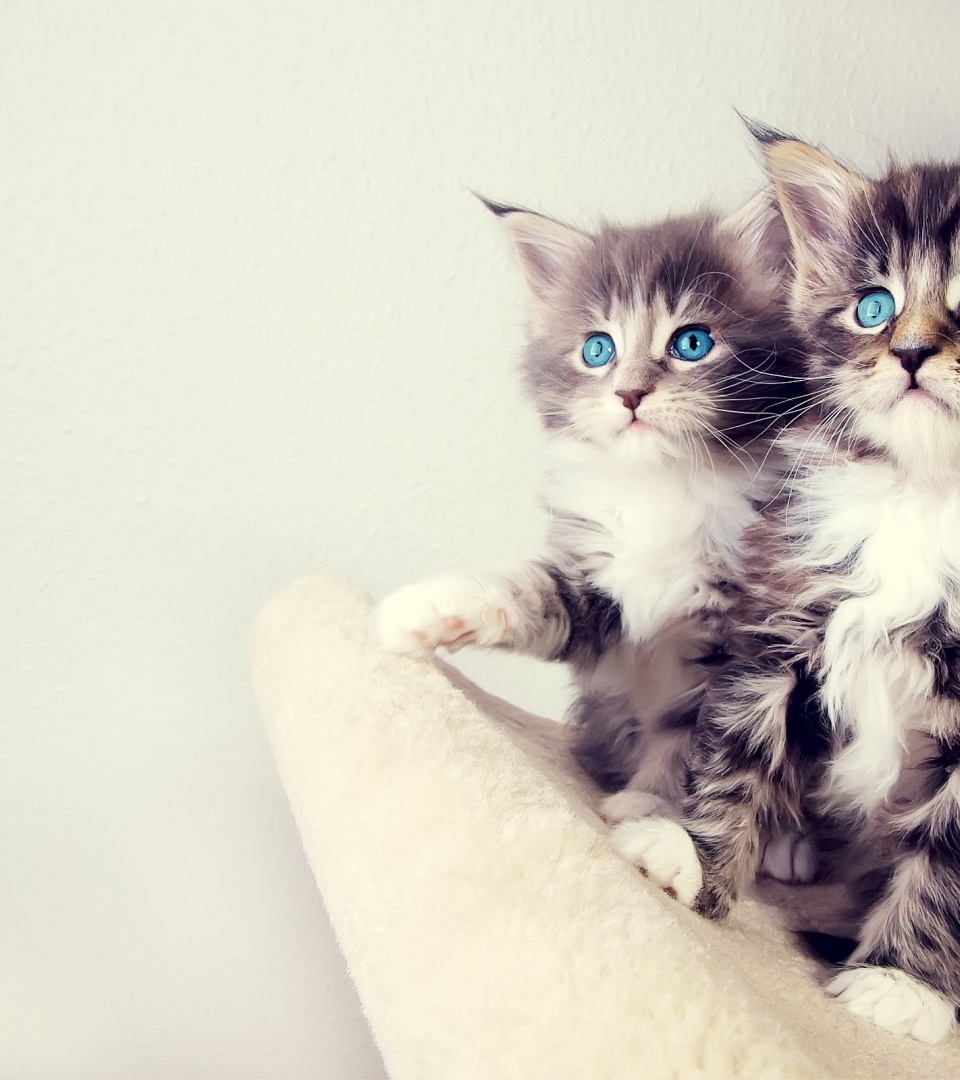 Gorgeous Kittens