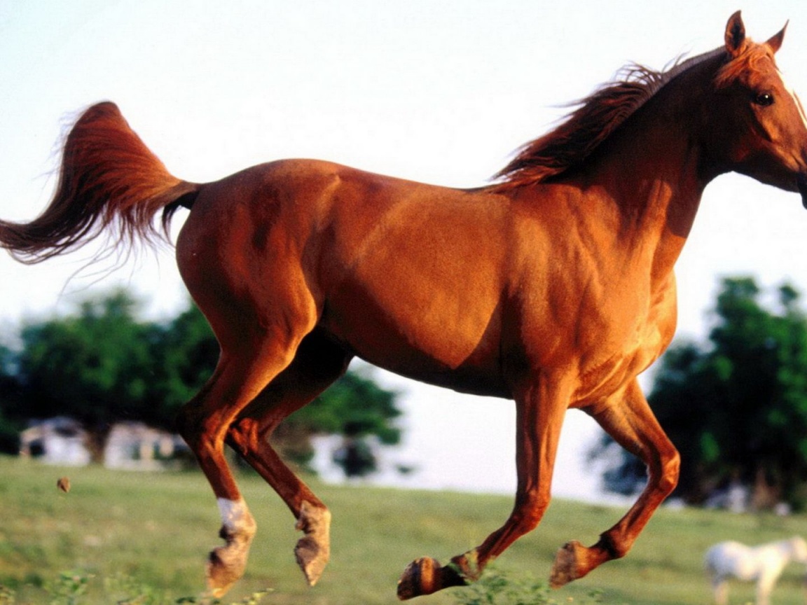 Grass Arabian Horse