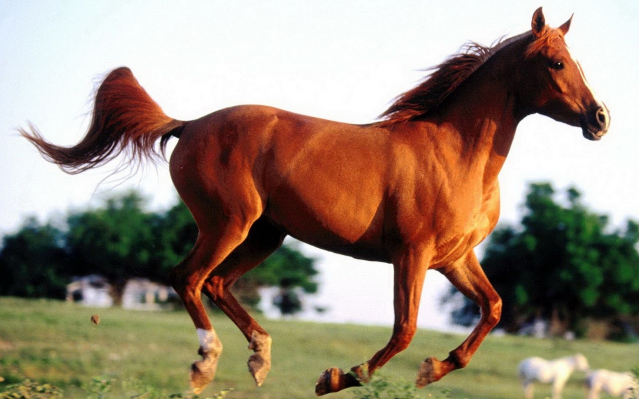 Grass Arabian Horse