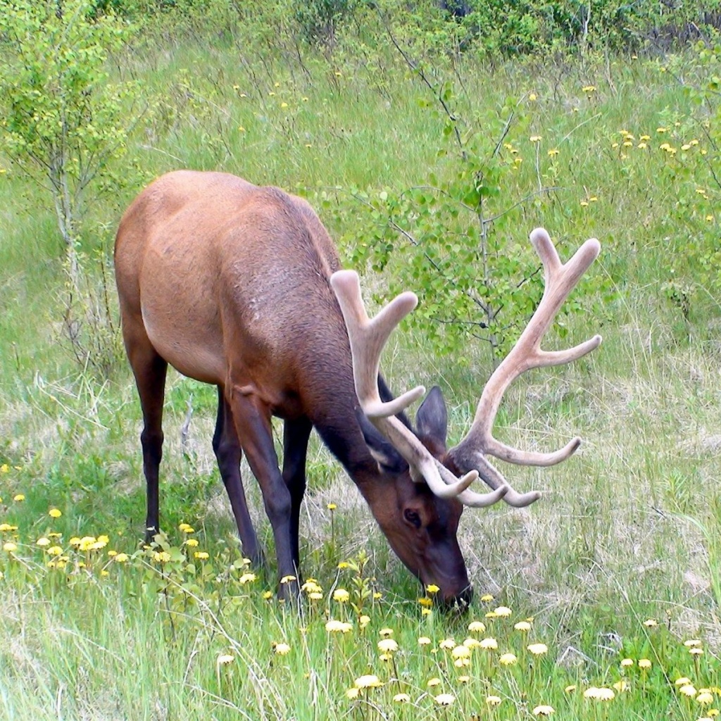 Grass Horn Deer