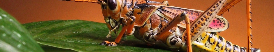 Grasshopper Close Up