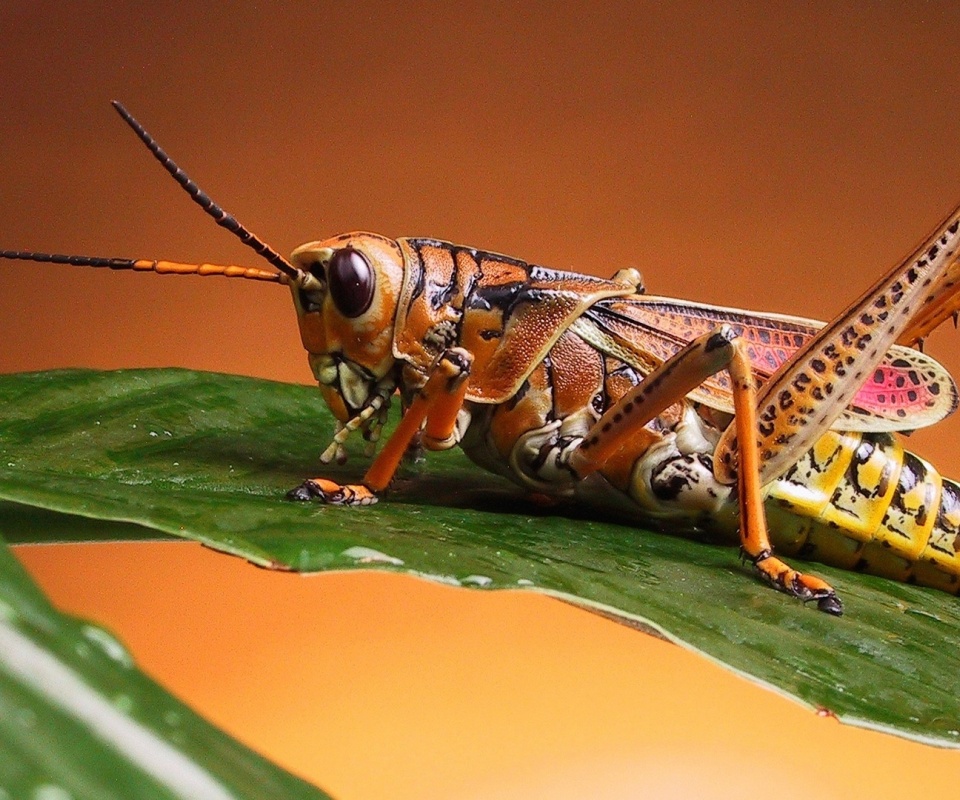 Grasshopper Close Up