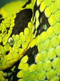 Green And Black Snake
