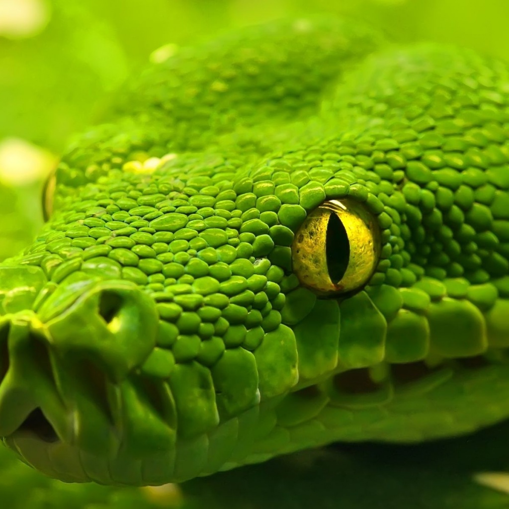 Green Emerald Boa Snake