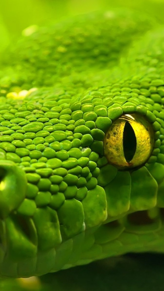 Green Emerald Boa Snake