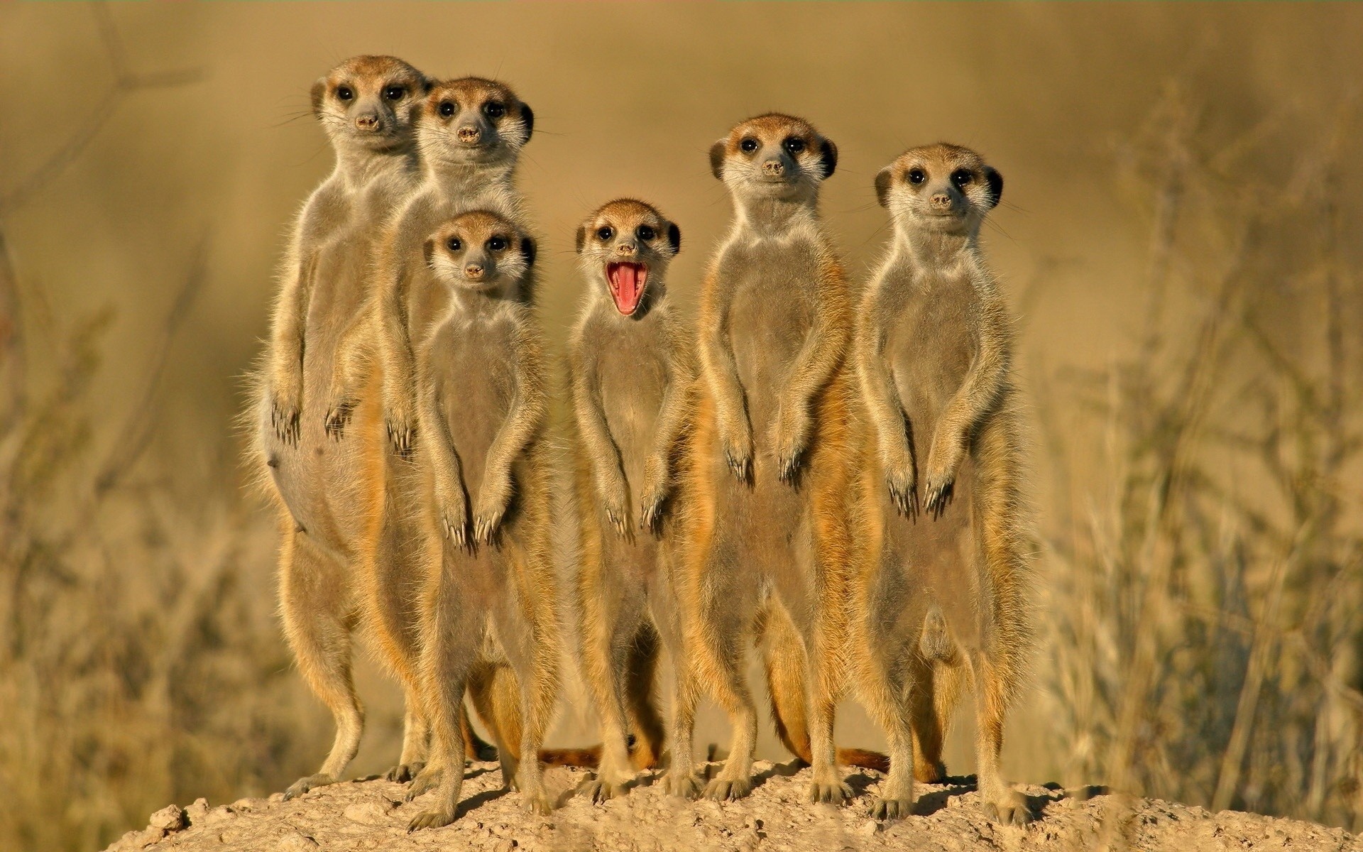 Group Of Meerkats