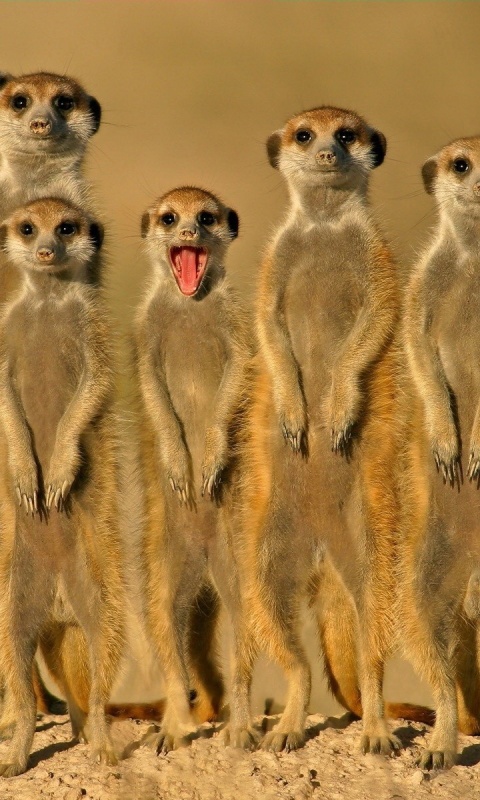 Group Of Meerkats