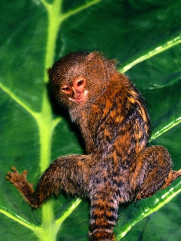 Hanging Out Pygmy Marmoset