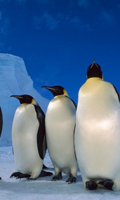 Happy Penguins Family