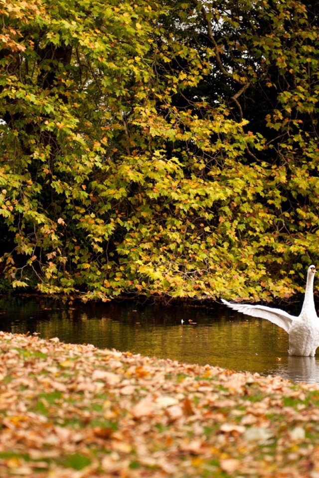 Happy Swan Swimming In Lake2