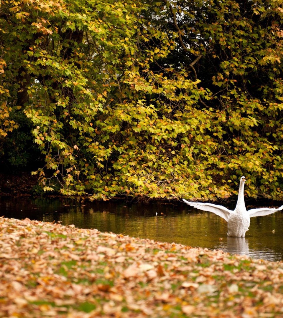Happy Swan Swimming In Lake2