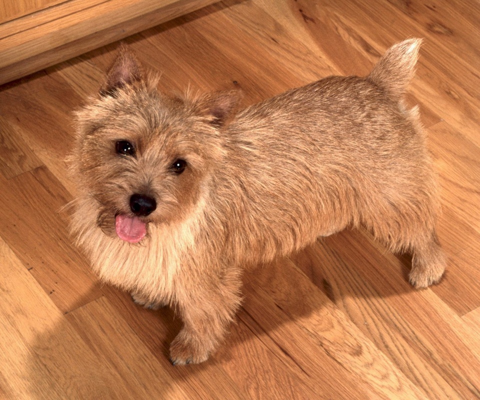Happy To See You Norwich Terrier