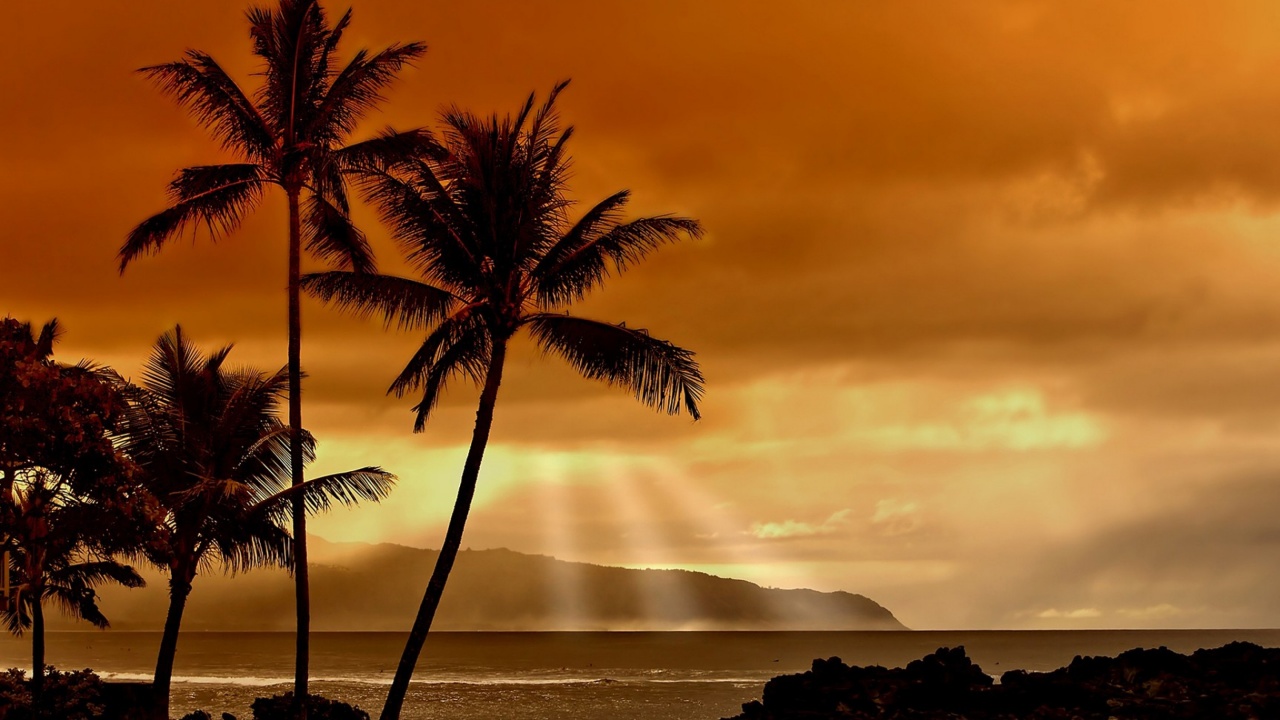 Hawaiian Sunset And Palm Trees