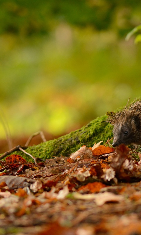 Hedgehog And Autumn