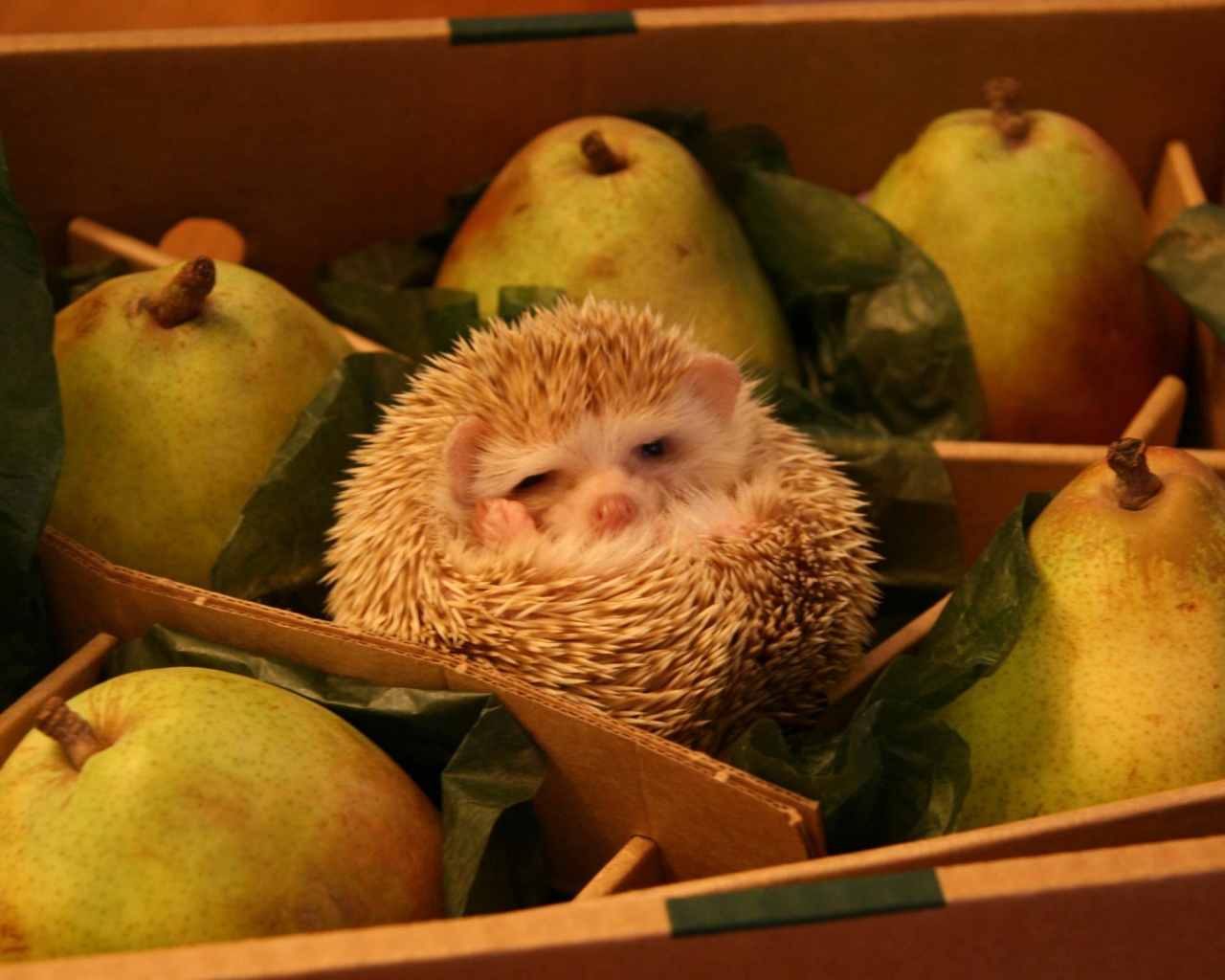 Hedgehog And Pears