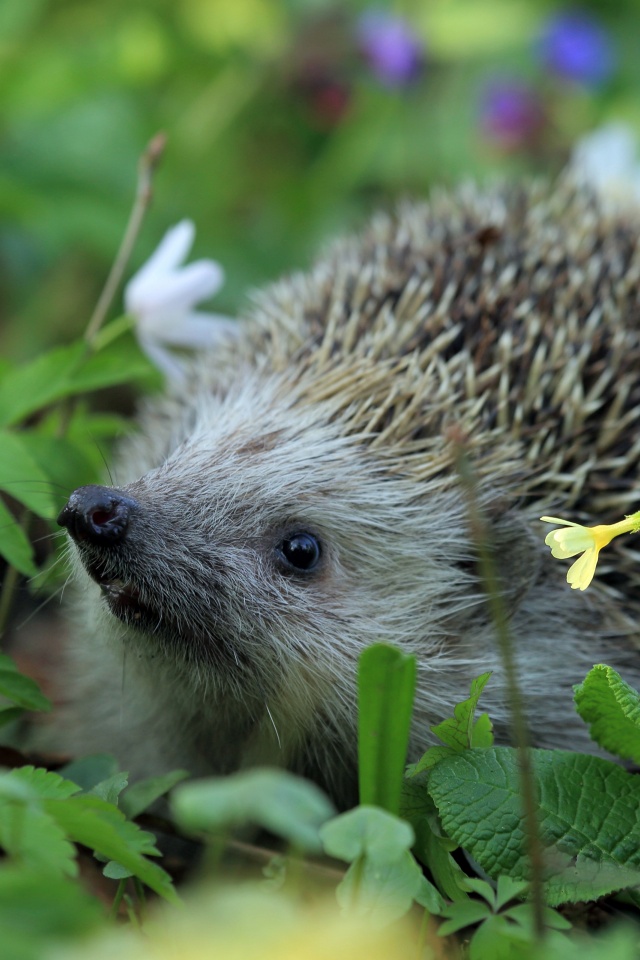 Hedgehog Spring Animal
