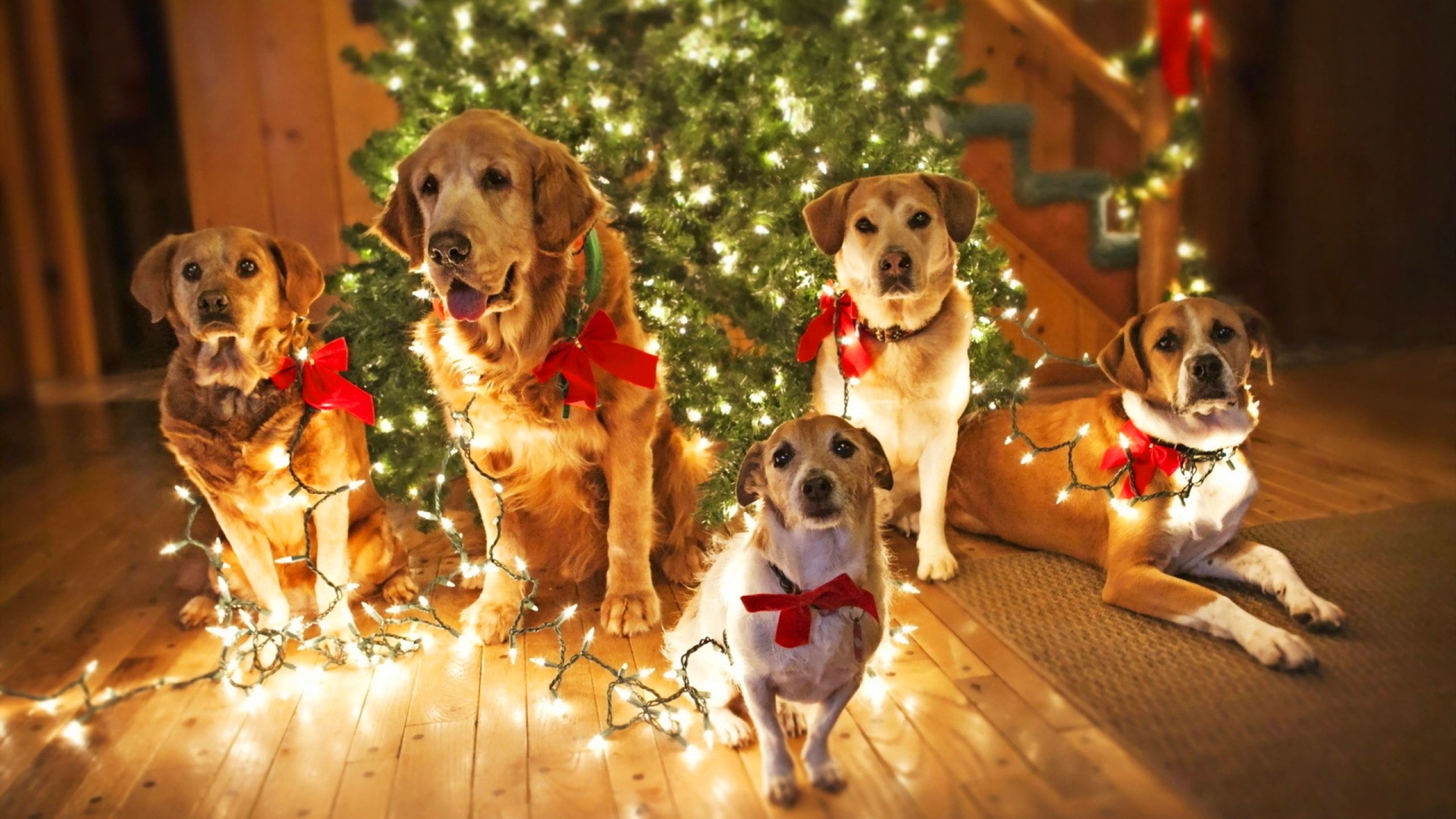 Holidays Christmas Dogs Lights