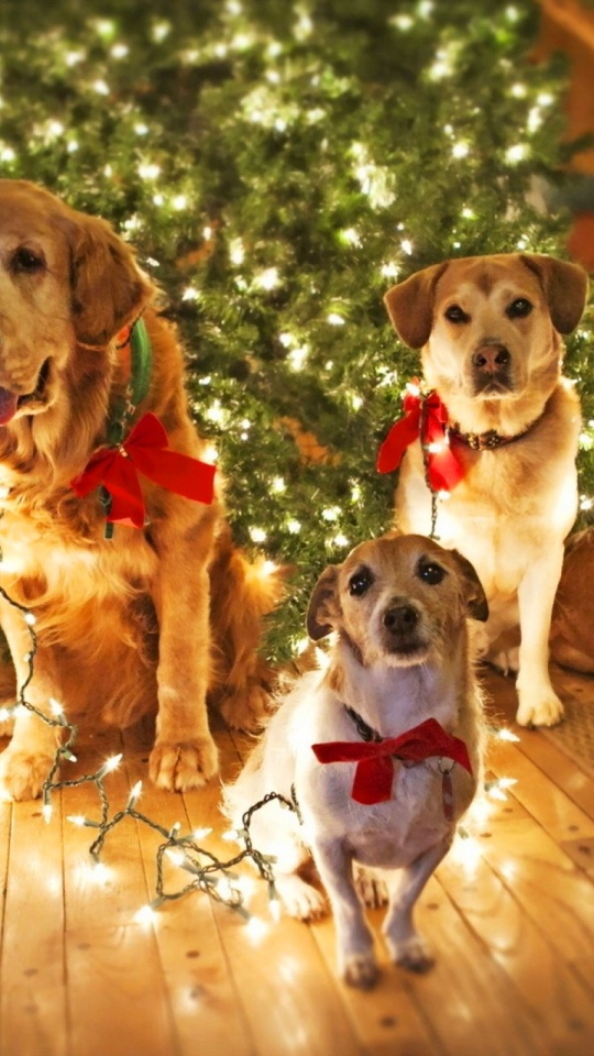 Holidays Christmas Dogs Lights
