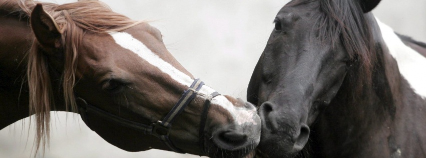 Horse Head Love