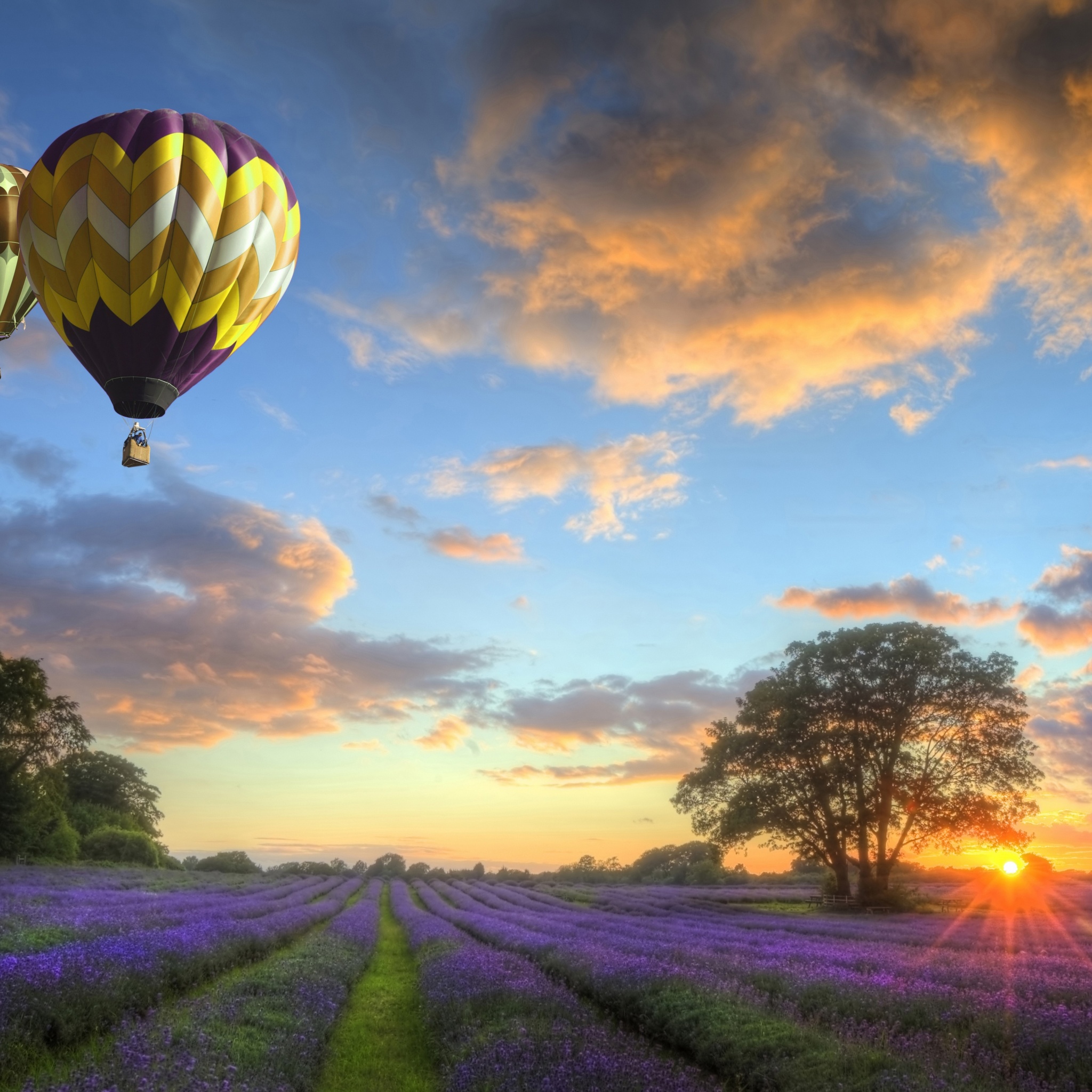 Hot Air Balloons Flying Over Land