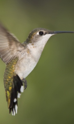 Hummingbird Texas