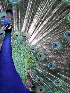 Indian Peafowl Blue Peafowl Bird Peacock Tail