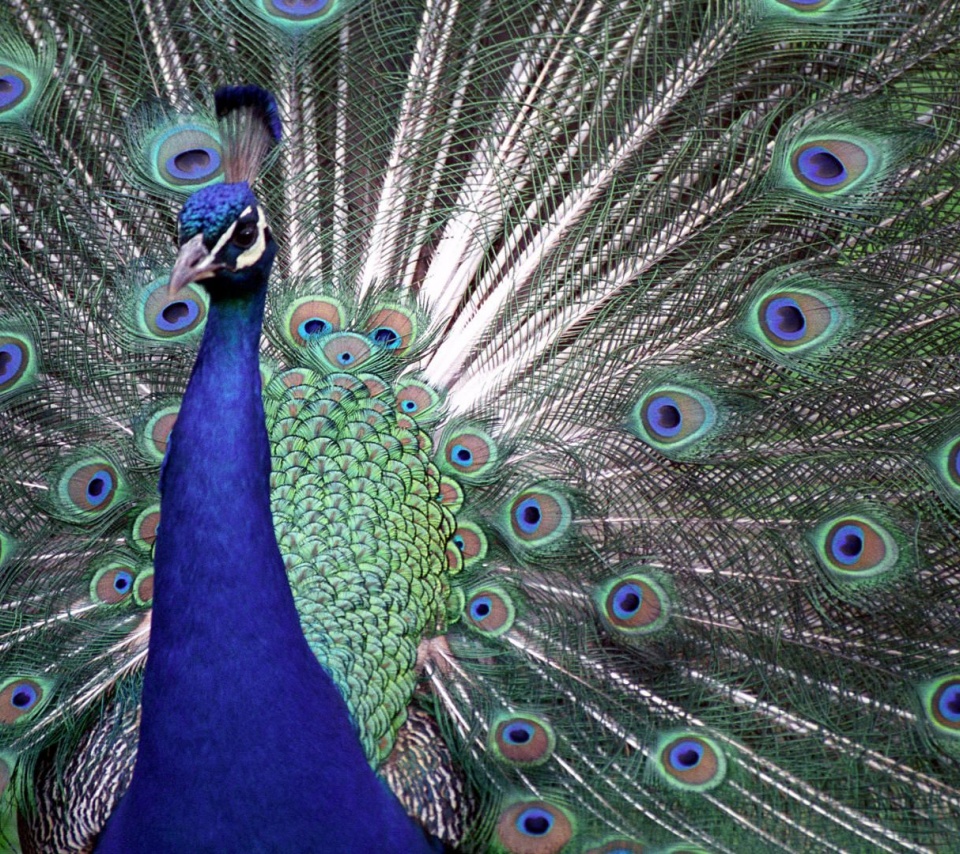 Indian Peafowl Blue Peafowl Bird Peacock Tail