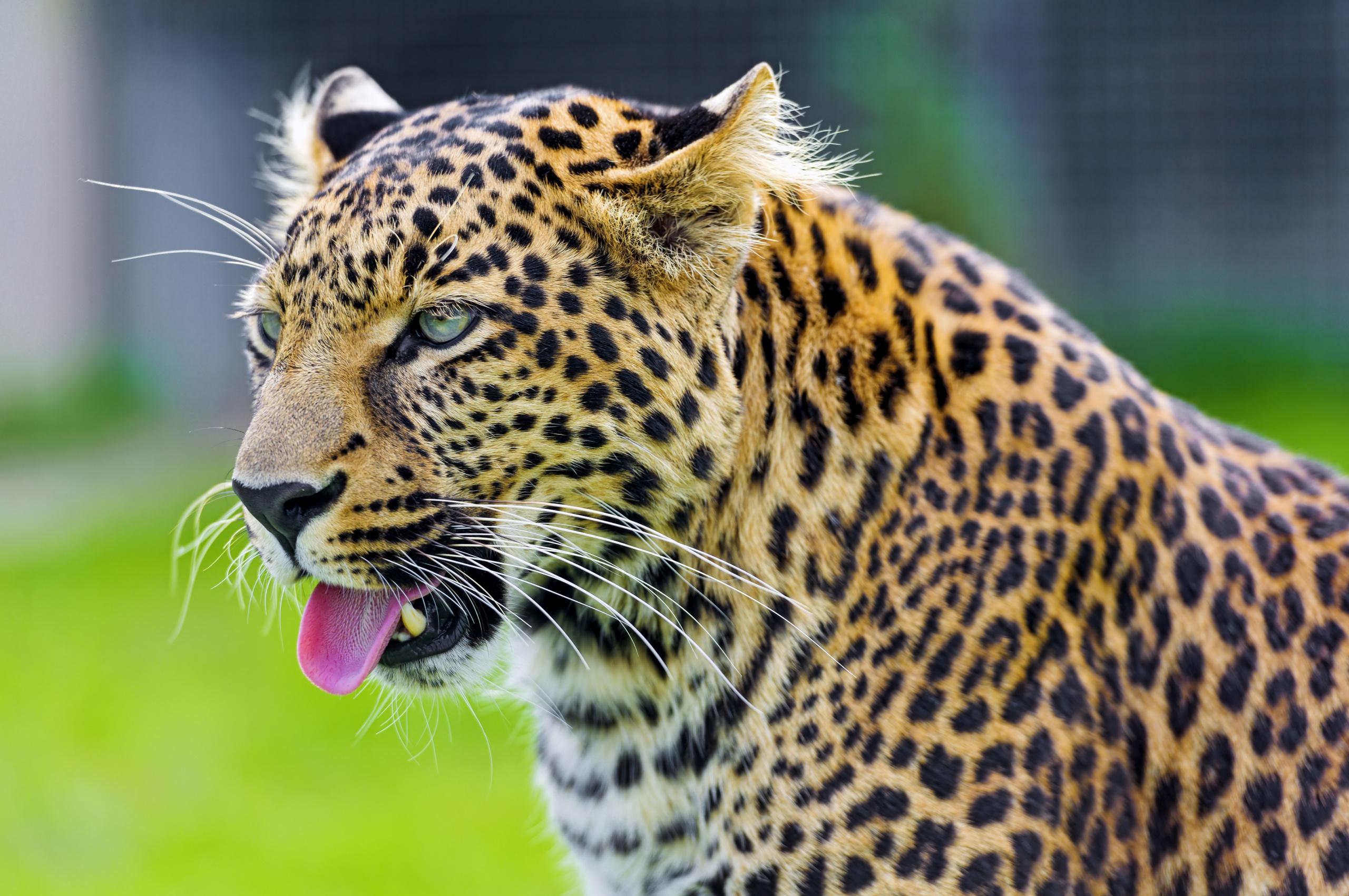 Jaguar Show His Tongue