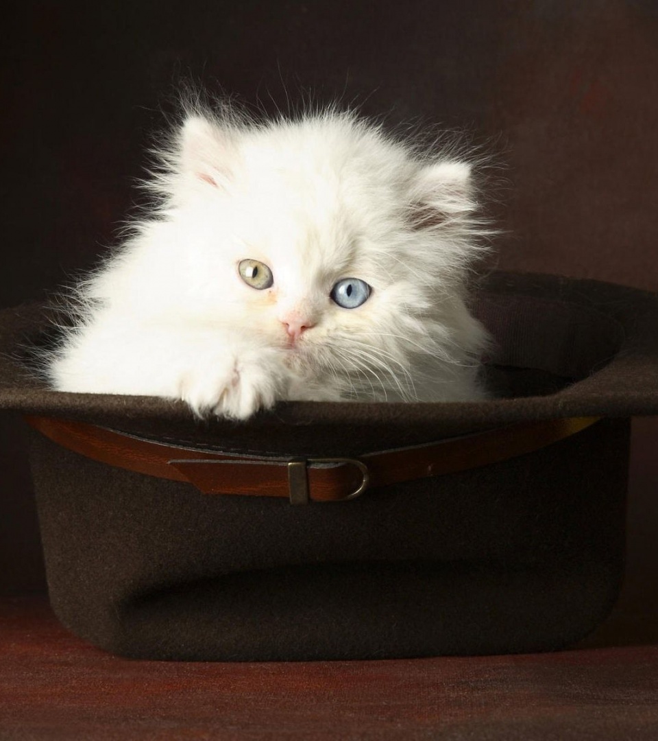 Kitten In A Hat Animal