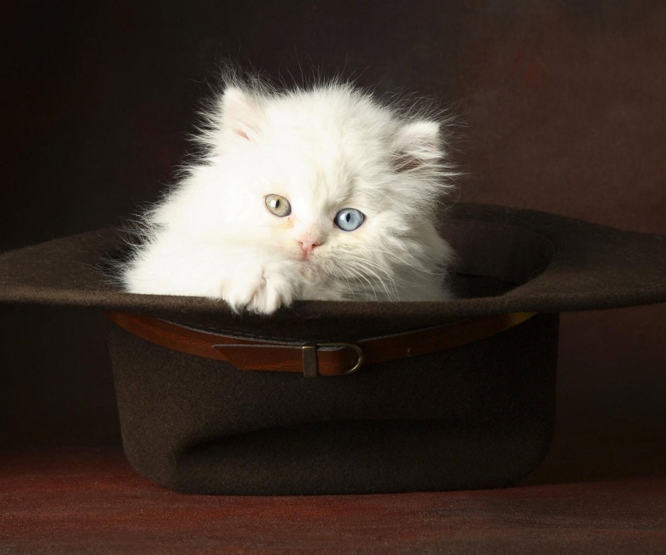 Kitten In A Hat Animal