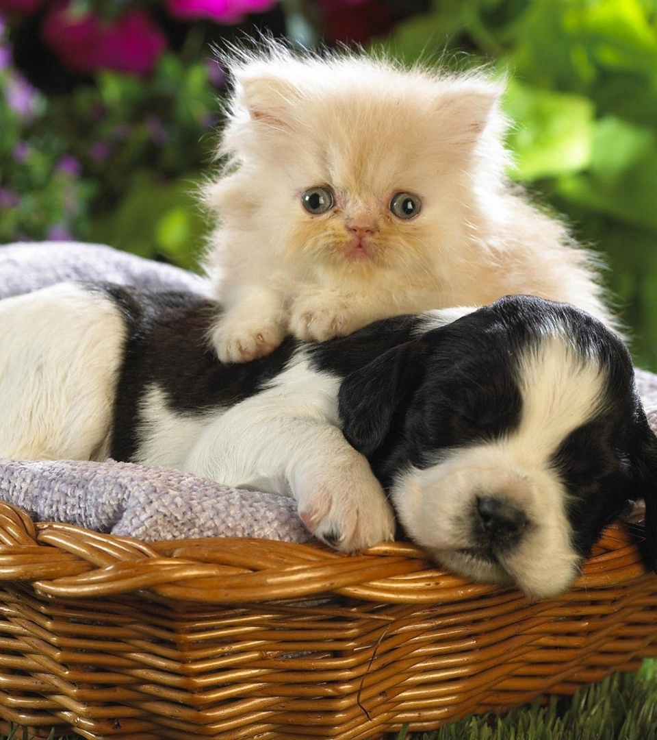 Kitten Puppy Basket Bed