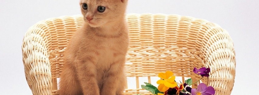 Kitten Sitting Flowers Red