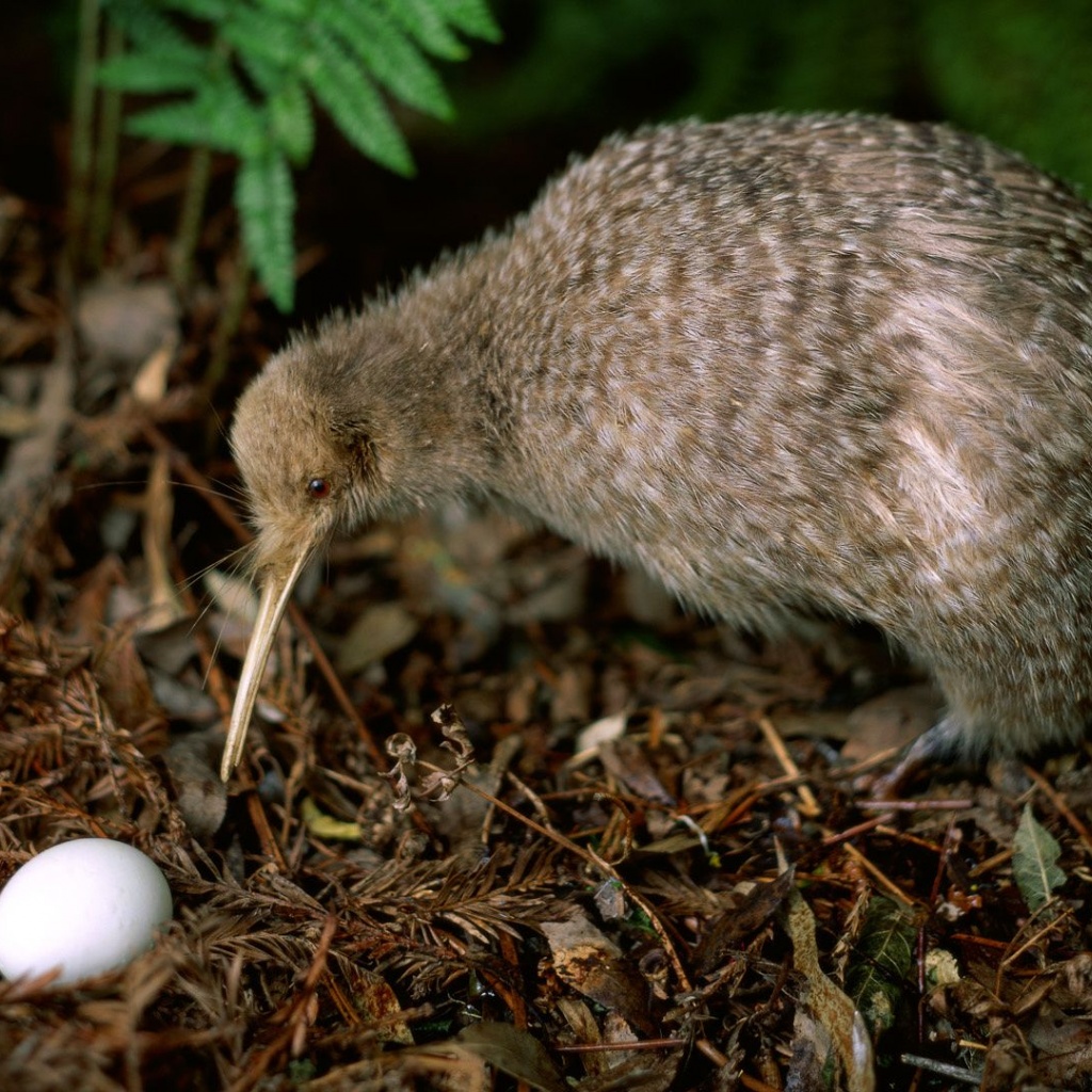 Kiwi Leaves Pair Eggs Birdie Plant