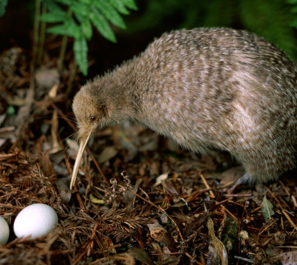 Kiwi Leaves Pair Eggs Birdie Plant