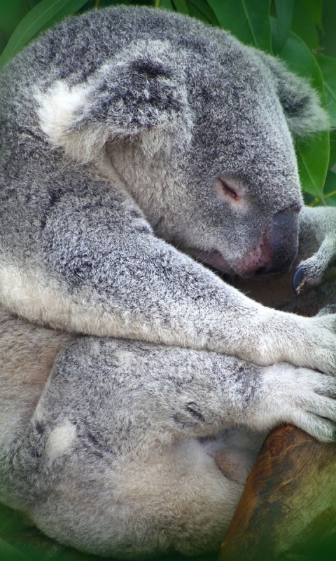 Koala Sleeping