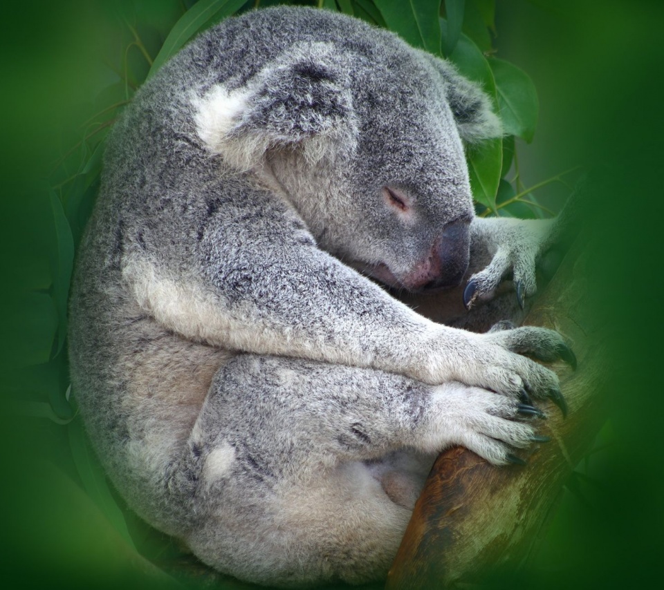Koala Sleeping