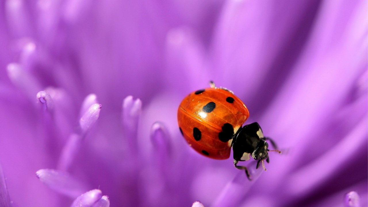 Ladybug Purple