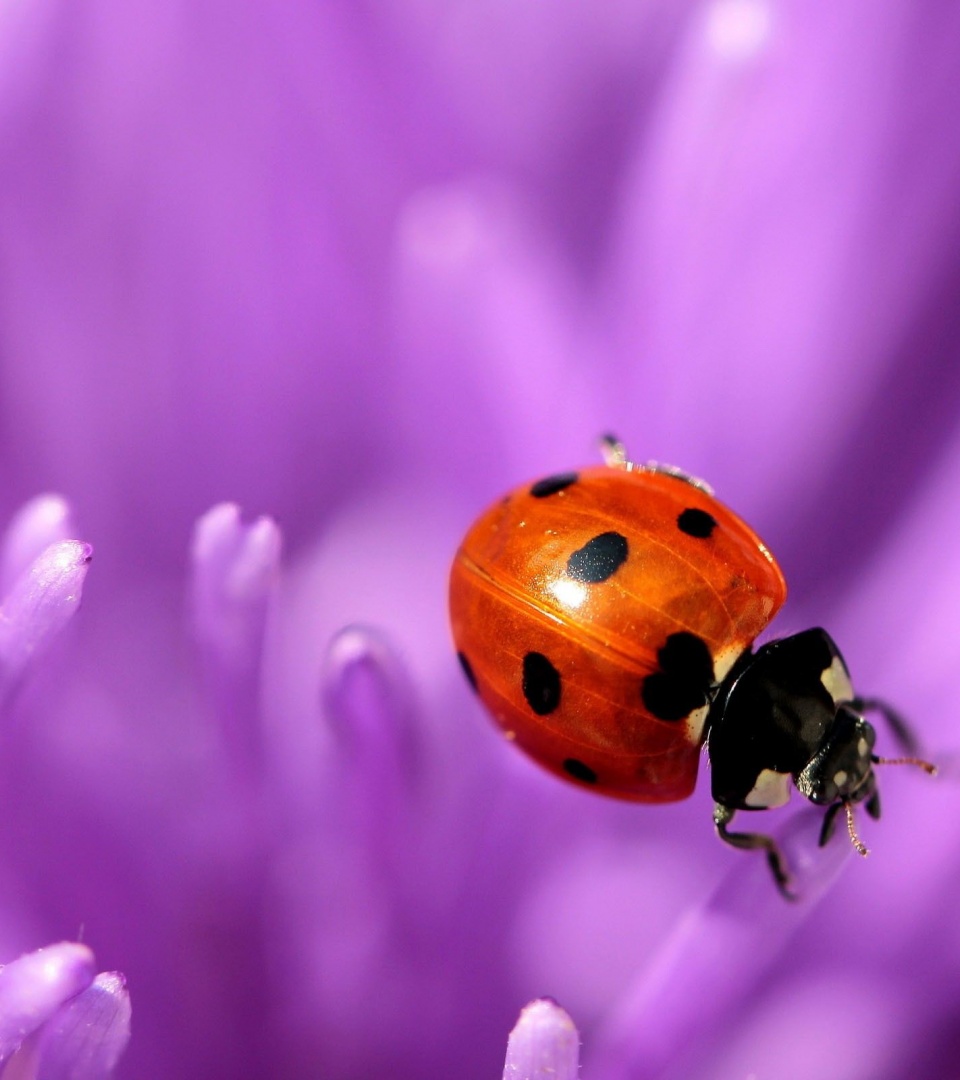 Ladybug Purple